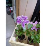 Potted Clematis