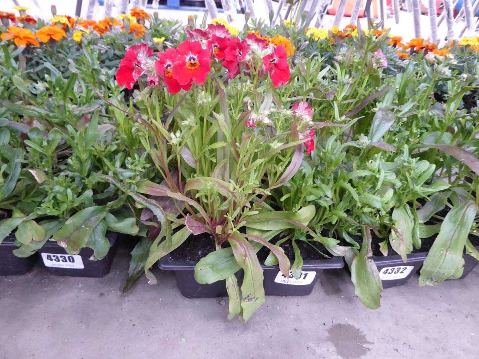 Tray of Nemesia Plants