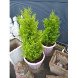 2 pink plastic pots with conifers