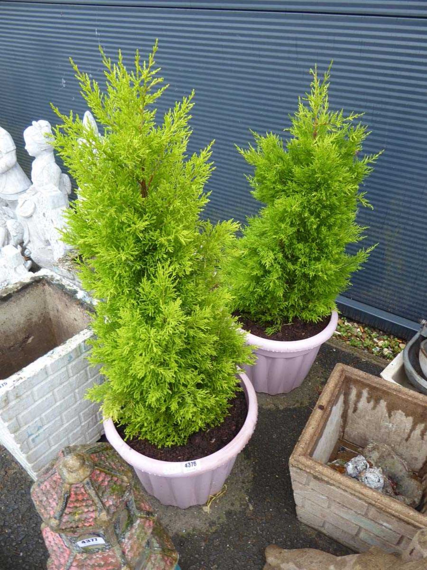 2 pink plastic pots with conifers