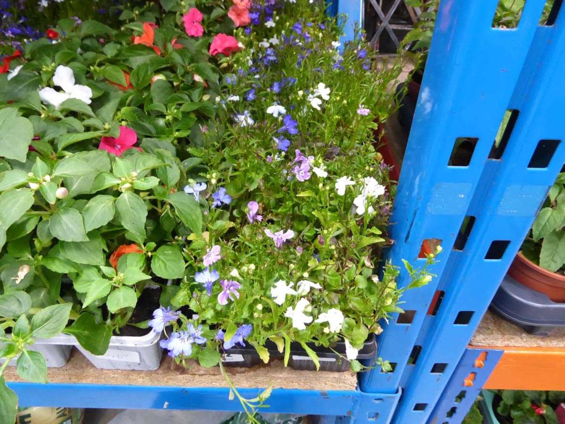 2 trays of Lobelia