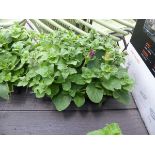 Tray of Petunias