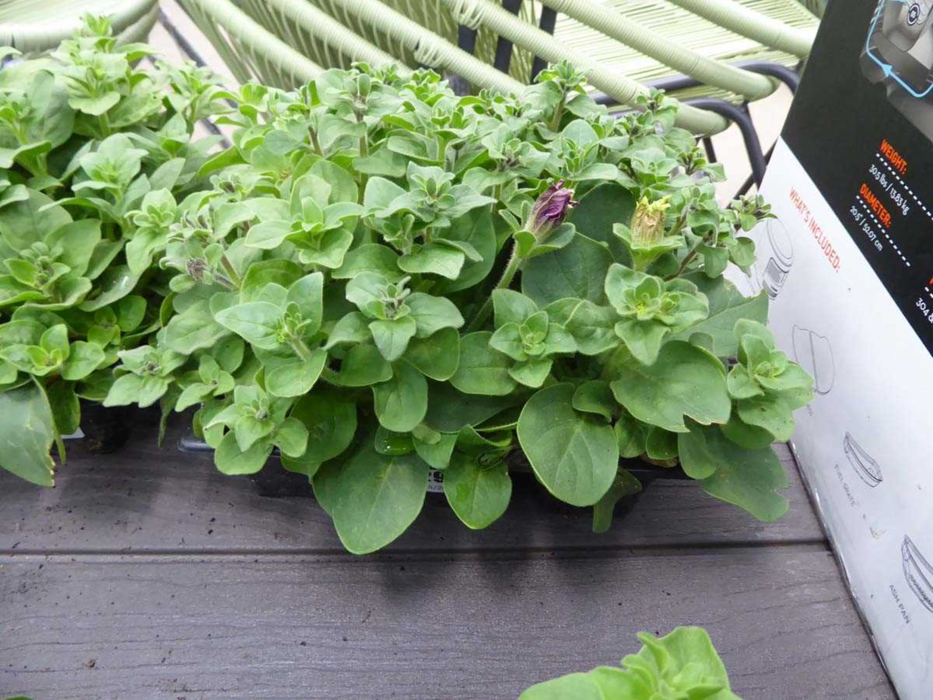 Tray of Petunias