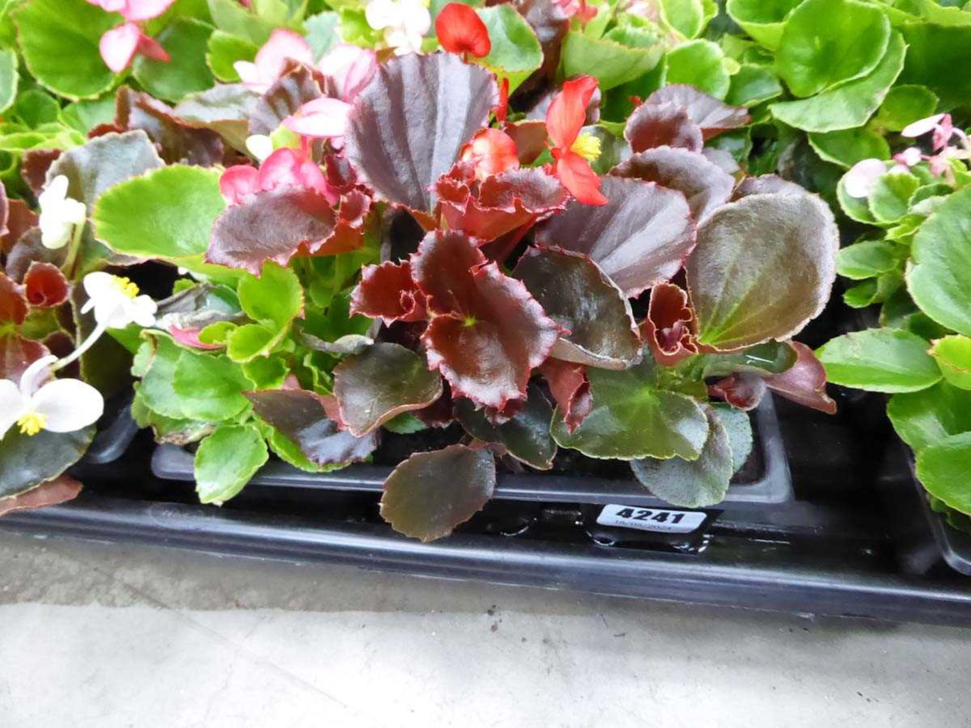 Tray of Begonias