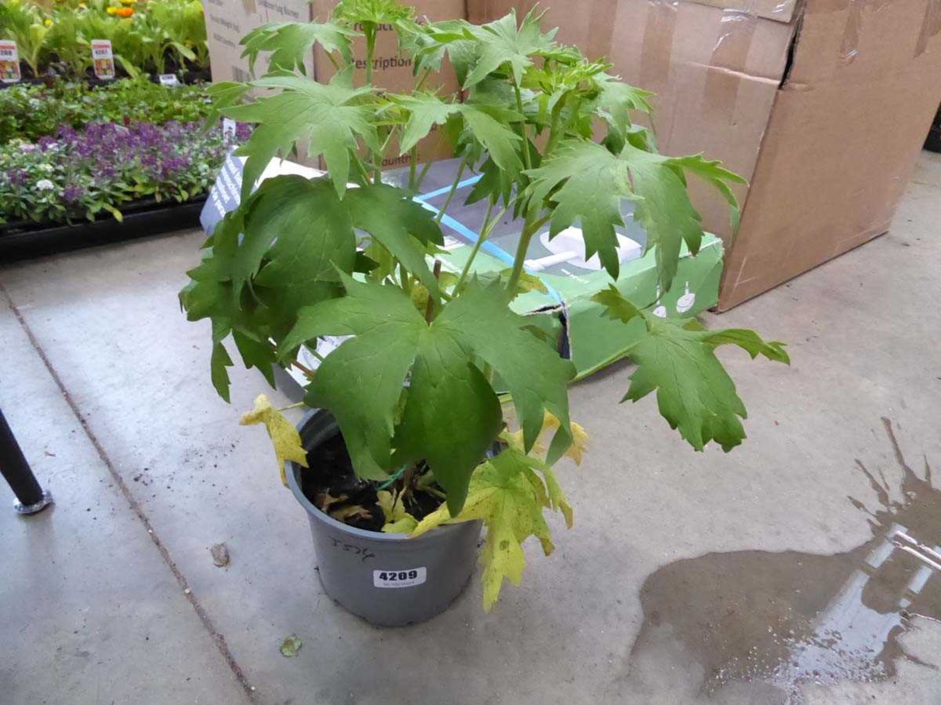 Potted Delphinium plant