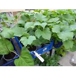 Tray of Cucumbers