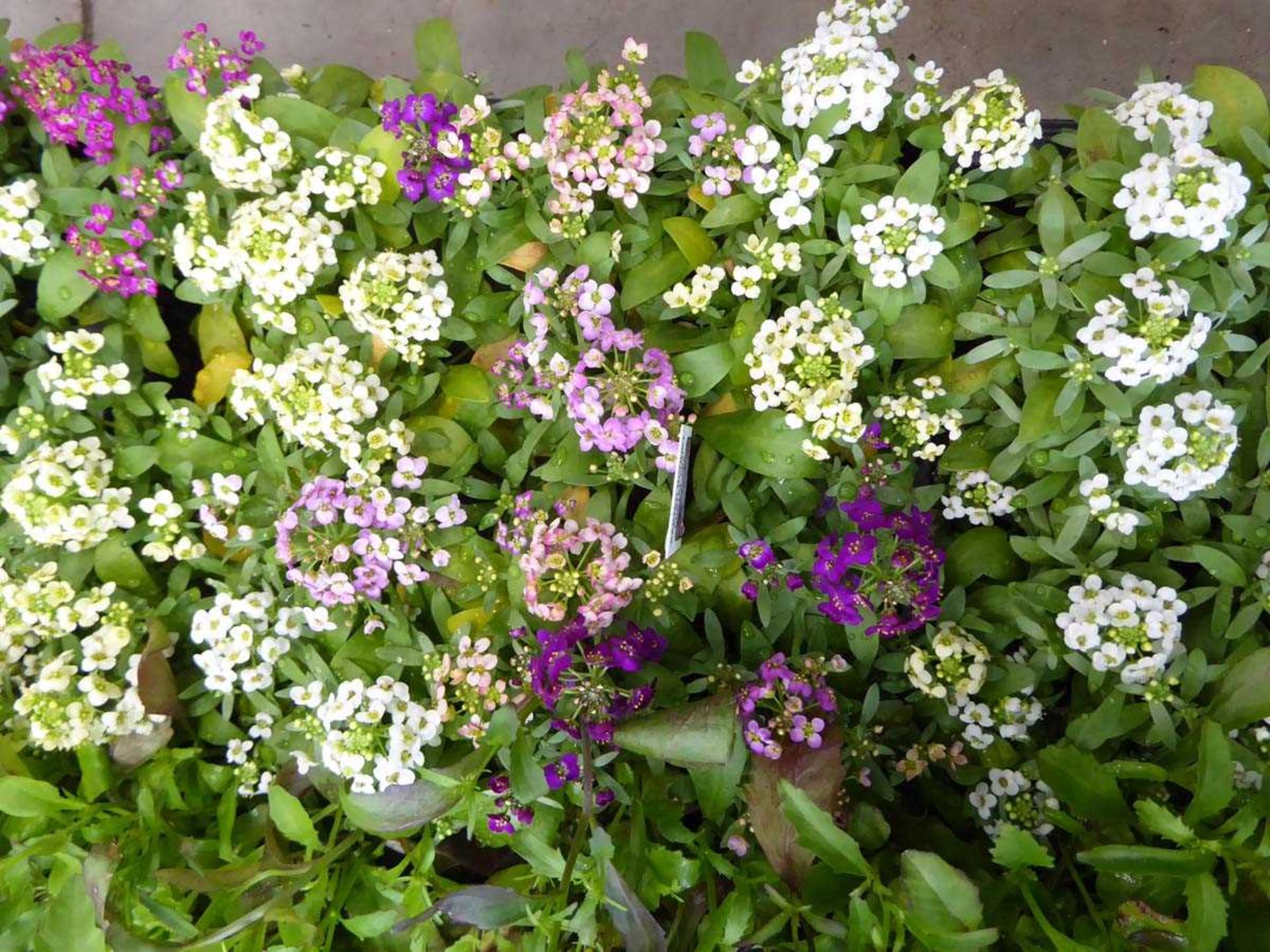 Tray of Easter Bonnett Pastle Mix Alyssum plants