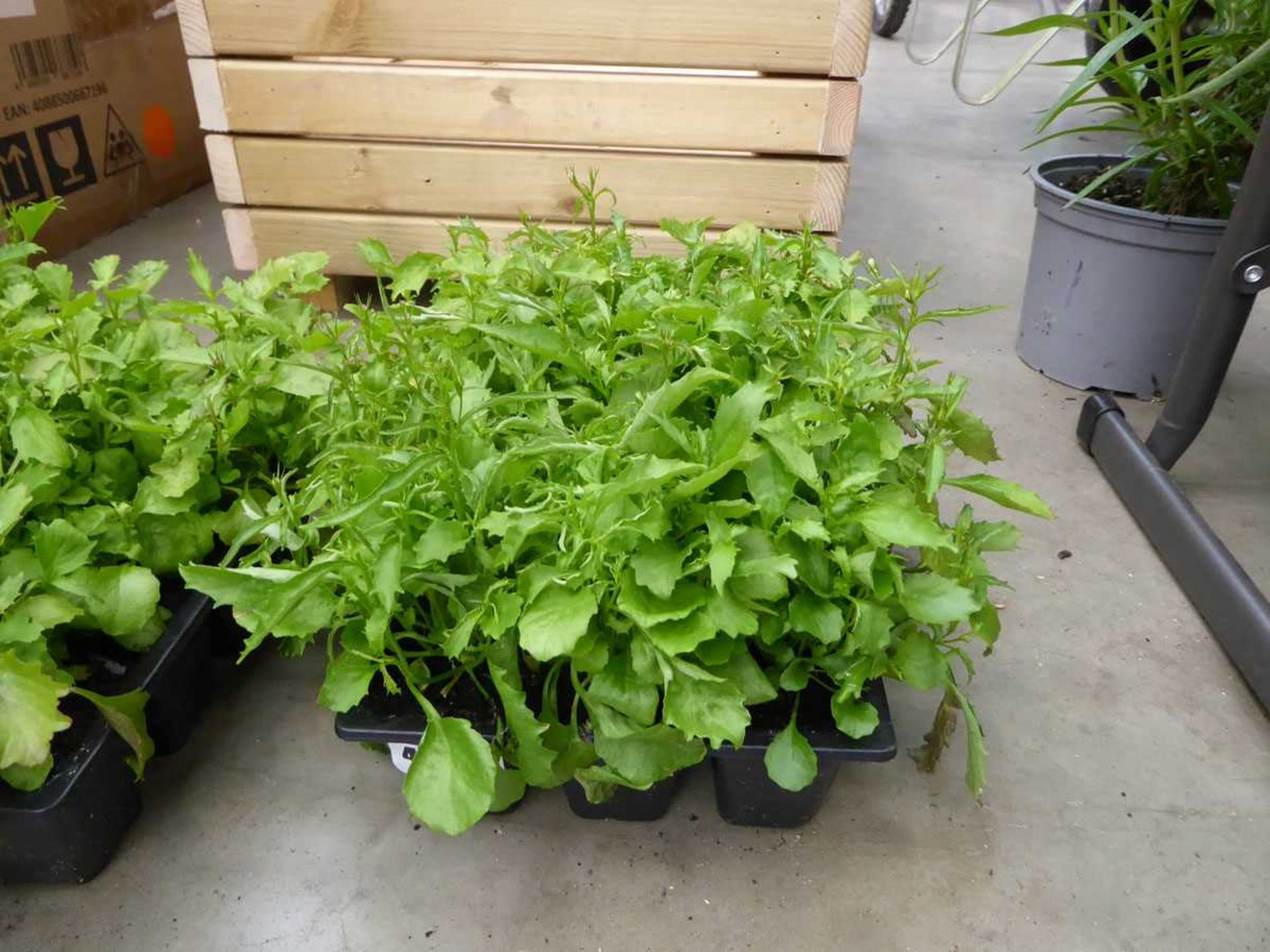 Tray of Cambridge Blue Lobelia