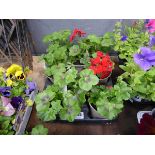 Tray of Geraniums