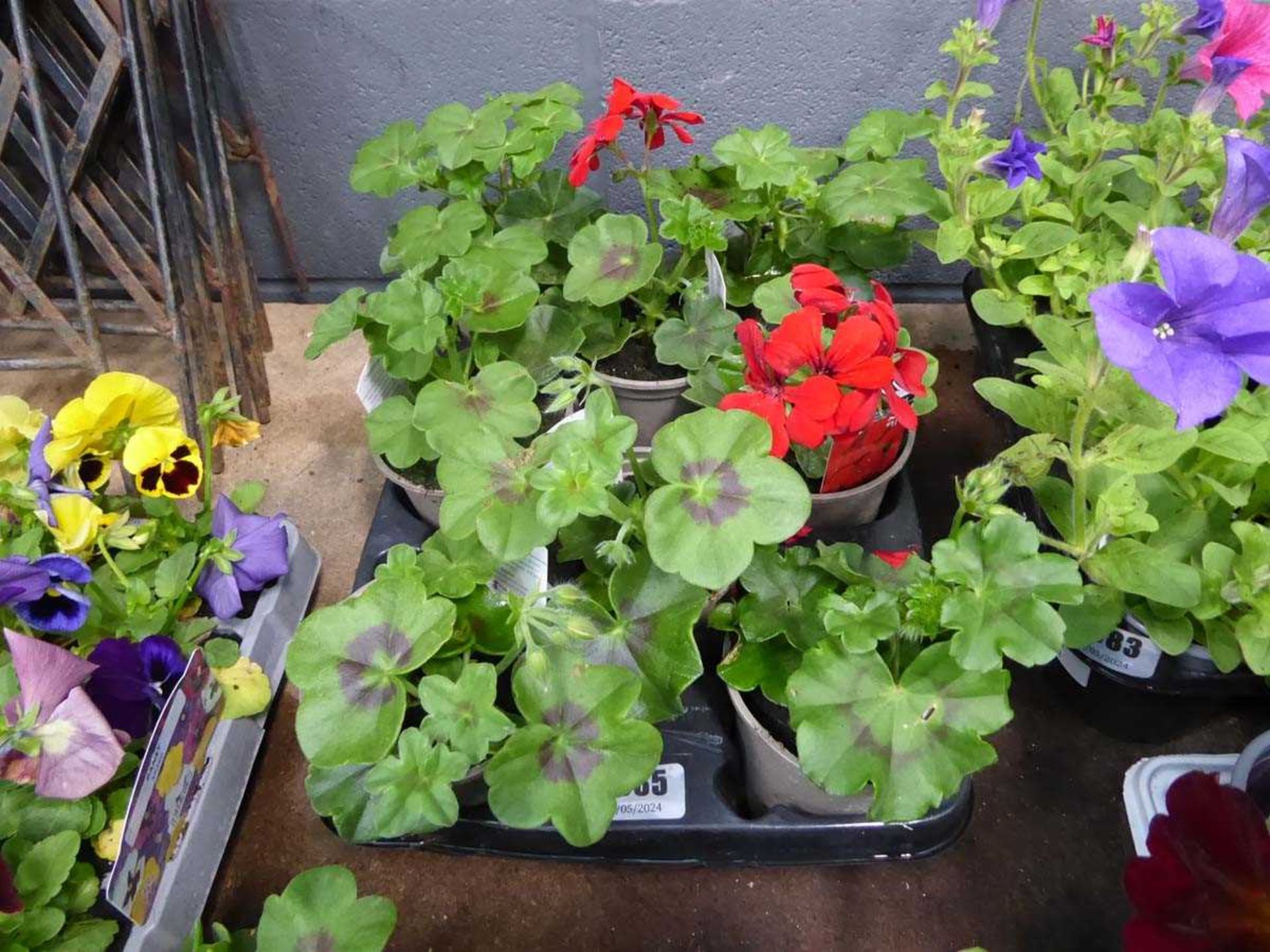 Tray of Geraniums