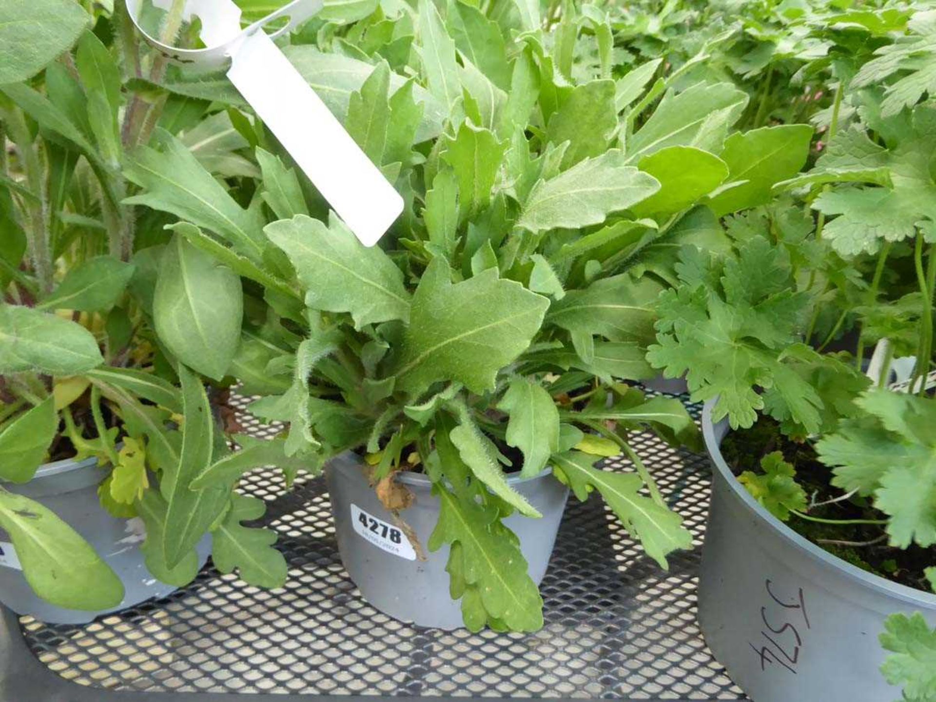 Potted Gaillardia plant