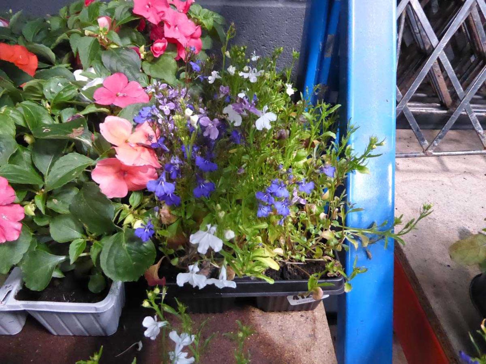 2 trays of Lobelia