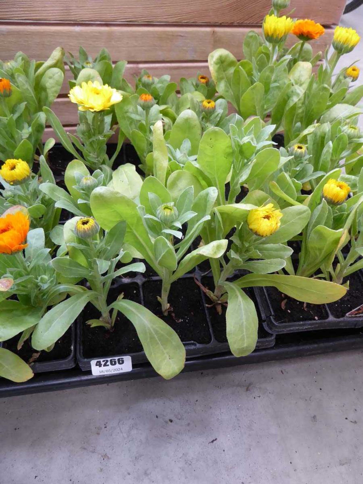 2 trays of Calendula plants