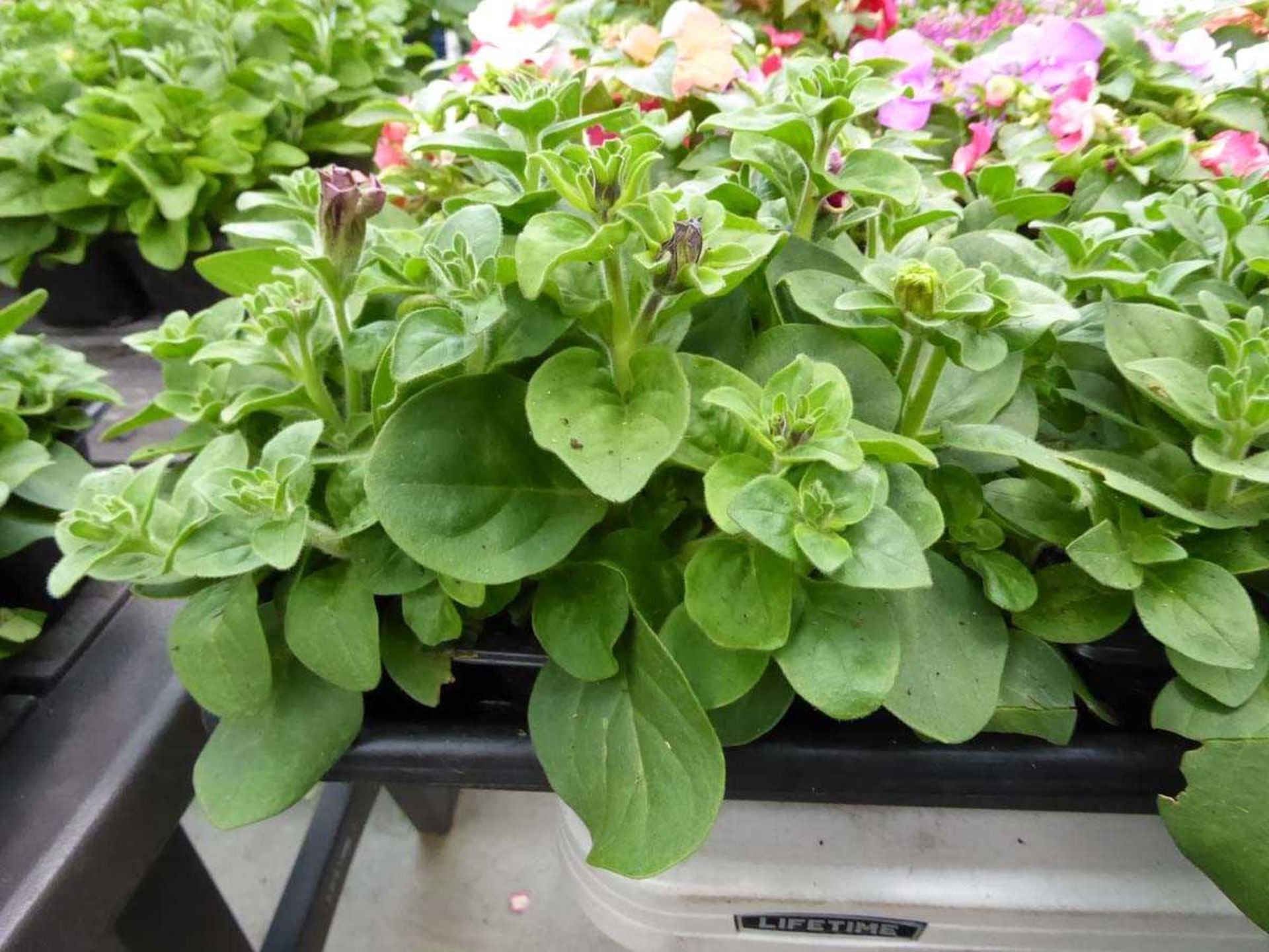 Tray of Petunias