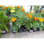 Tray of Marigolds