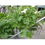 Potted Geranium