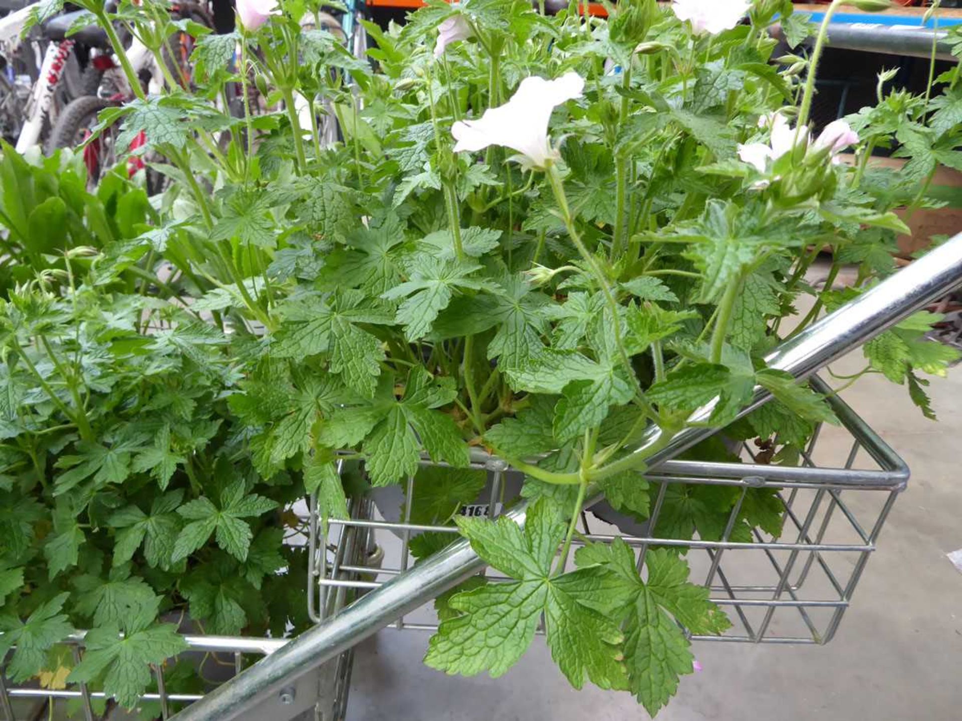 Potted Geranium