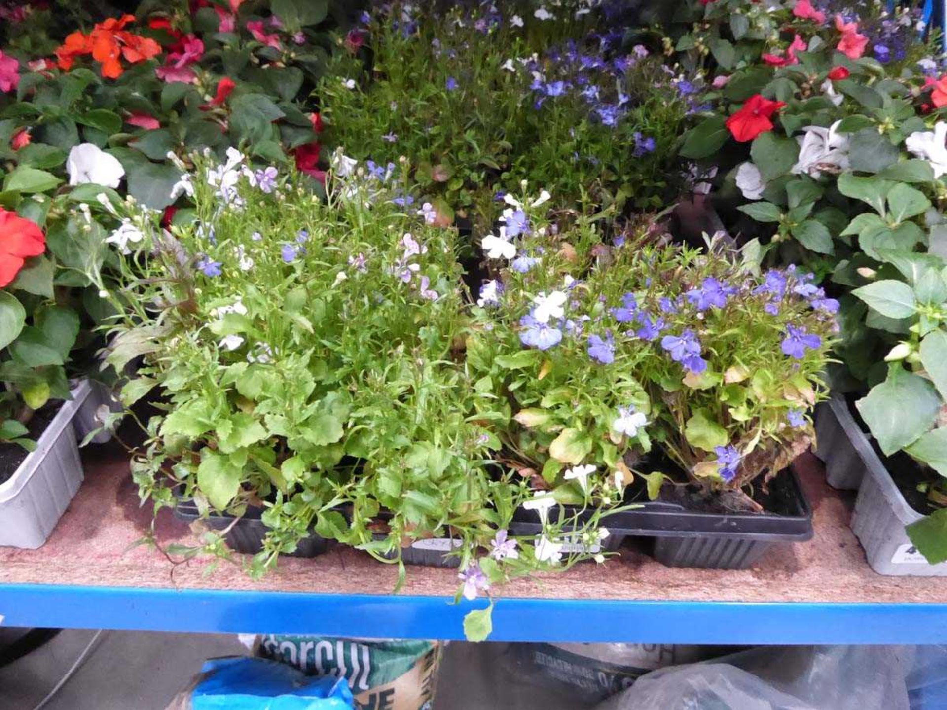 2 trays of Lobelia