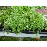 Tray of Purple Lobelia