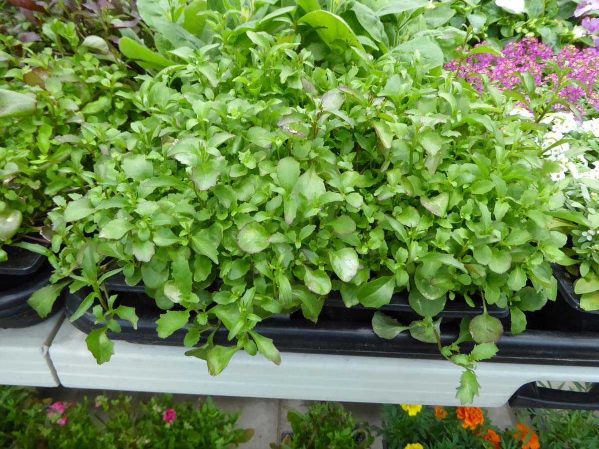 Tray of Purple Lobelia