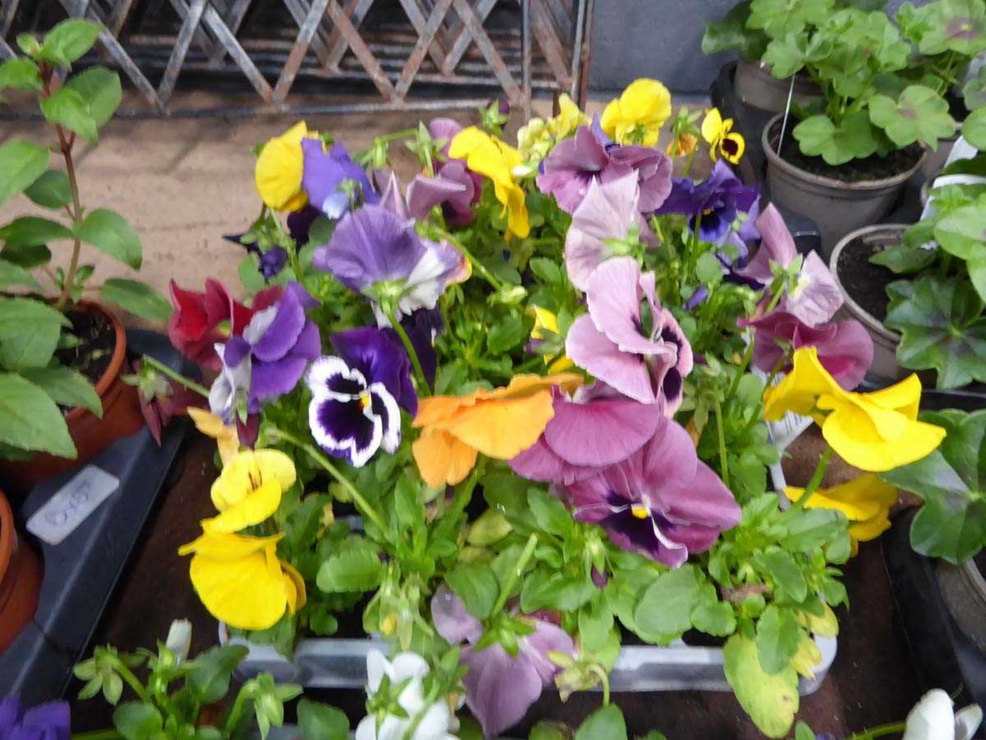 2 trays of Pansies - Image 3 of 3