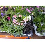 Tray of Perennials