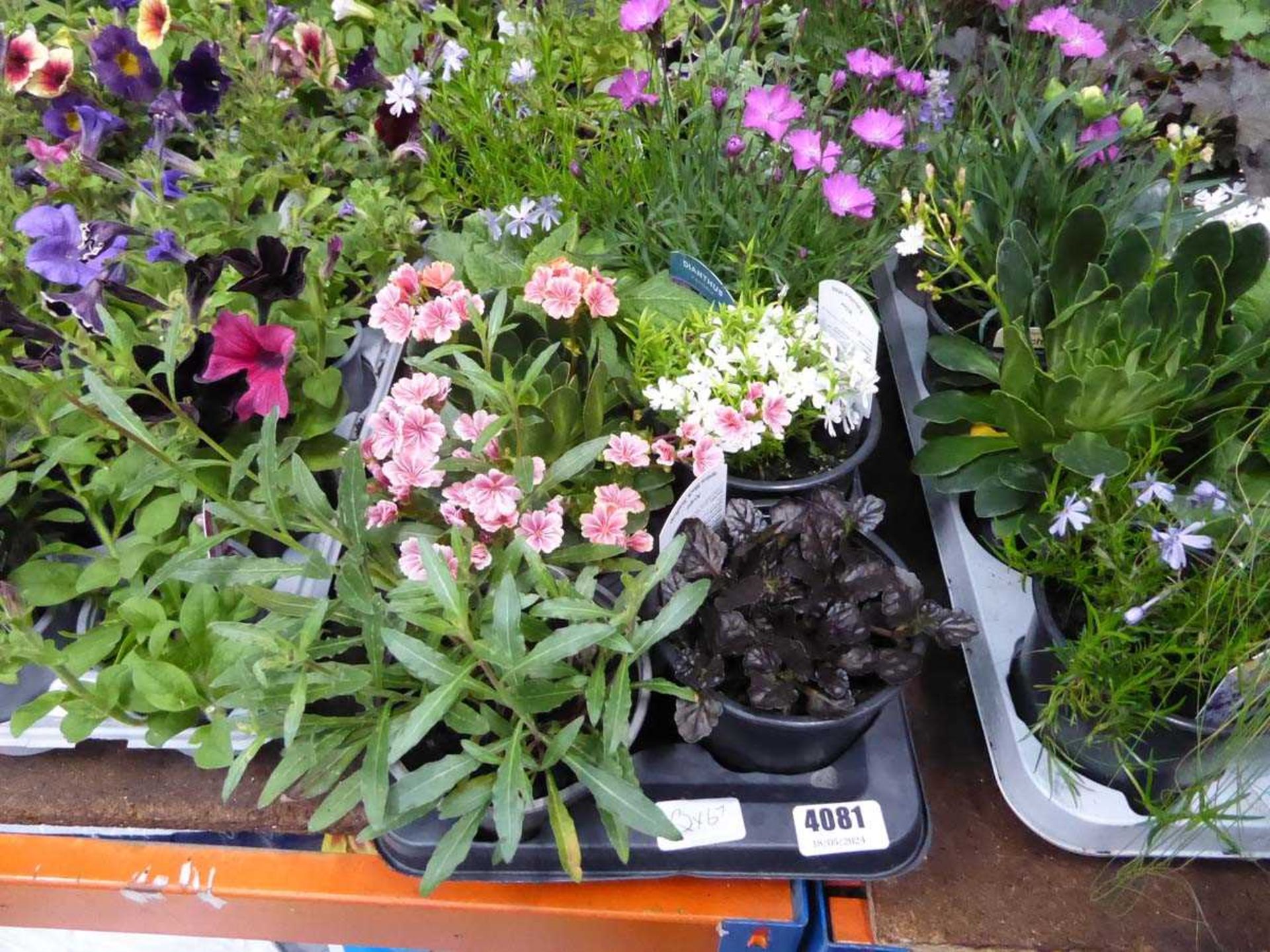 Tray of Perennials