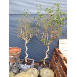 2 twisted potted olive trees