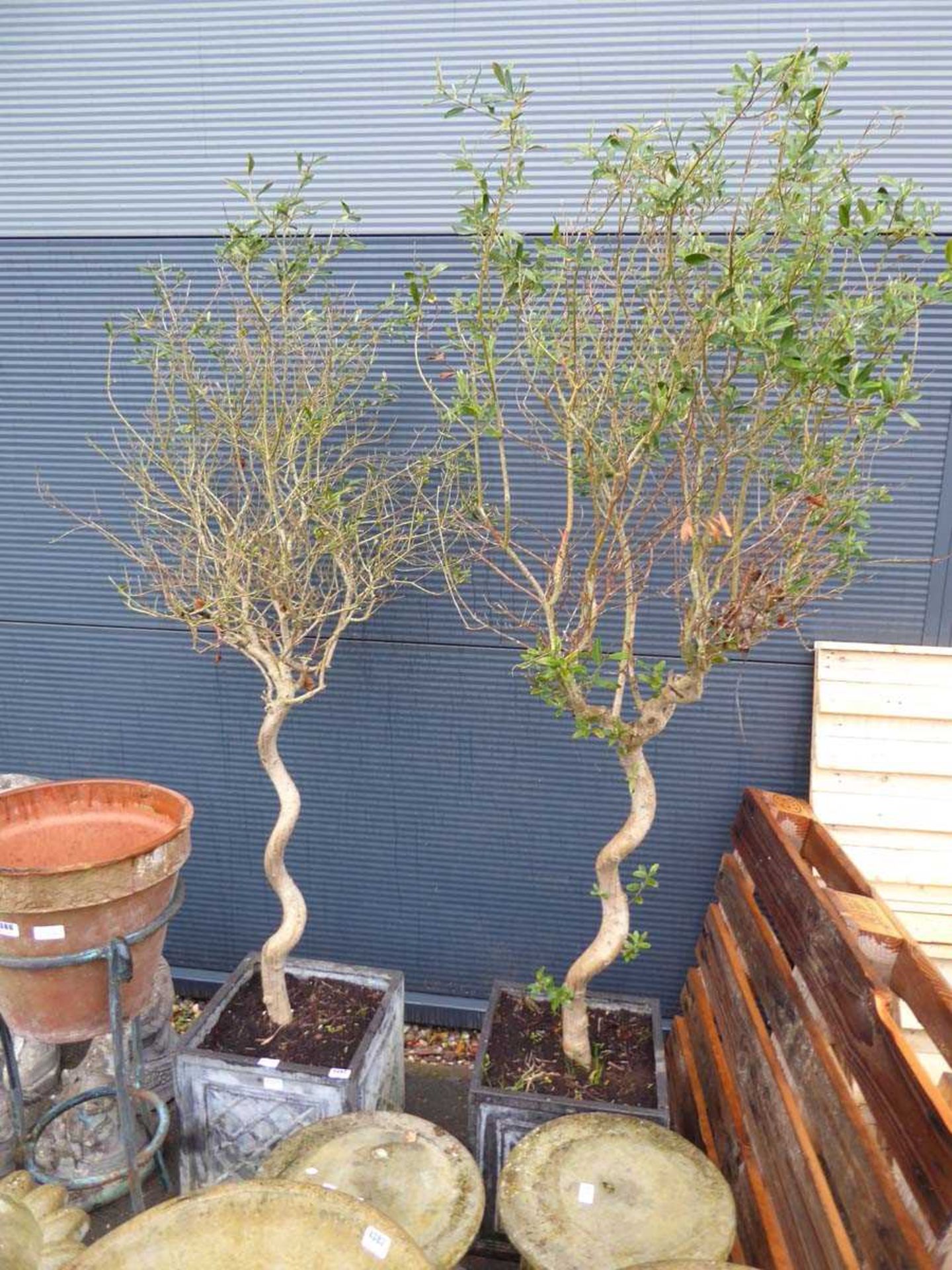 2 twisted potted olive trees