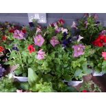 2 small trays of Petunias