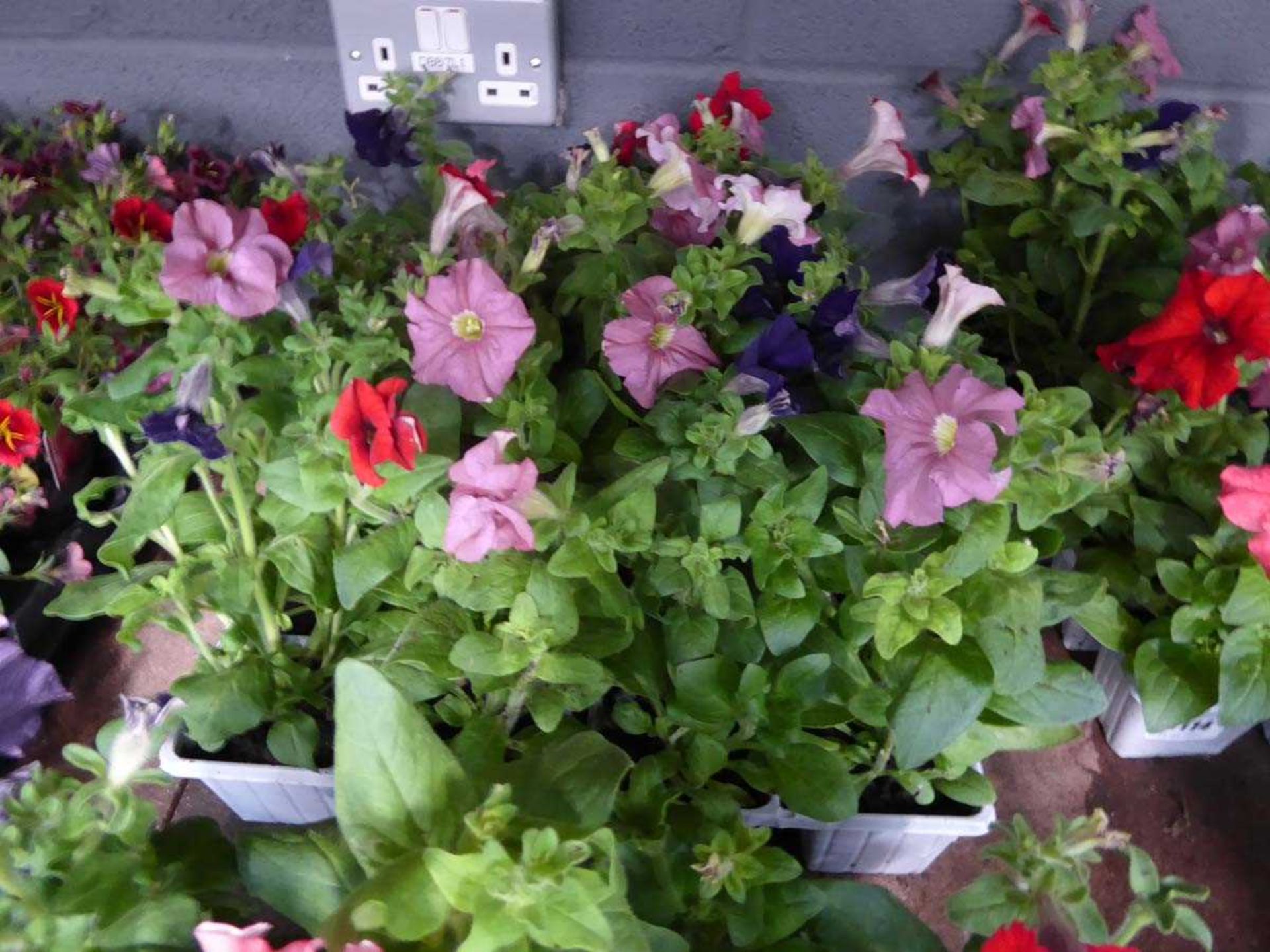 2 small trays of Petunias