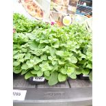 Tray of Petunias