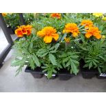 Tray of Marigolds