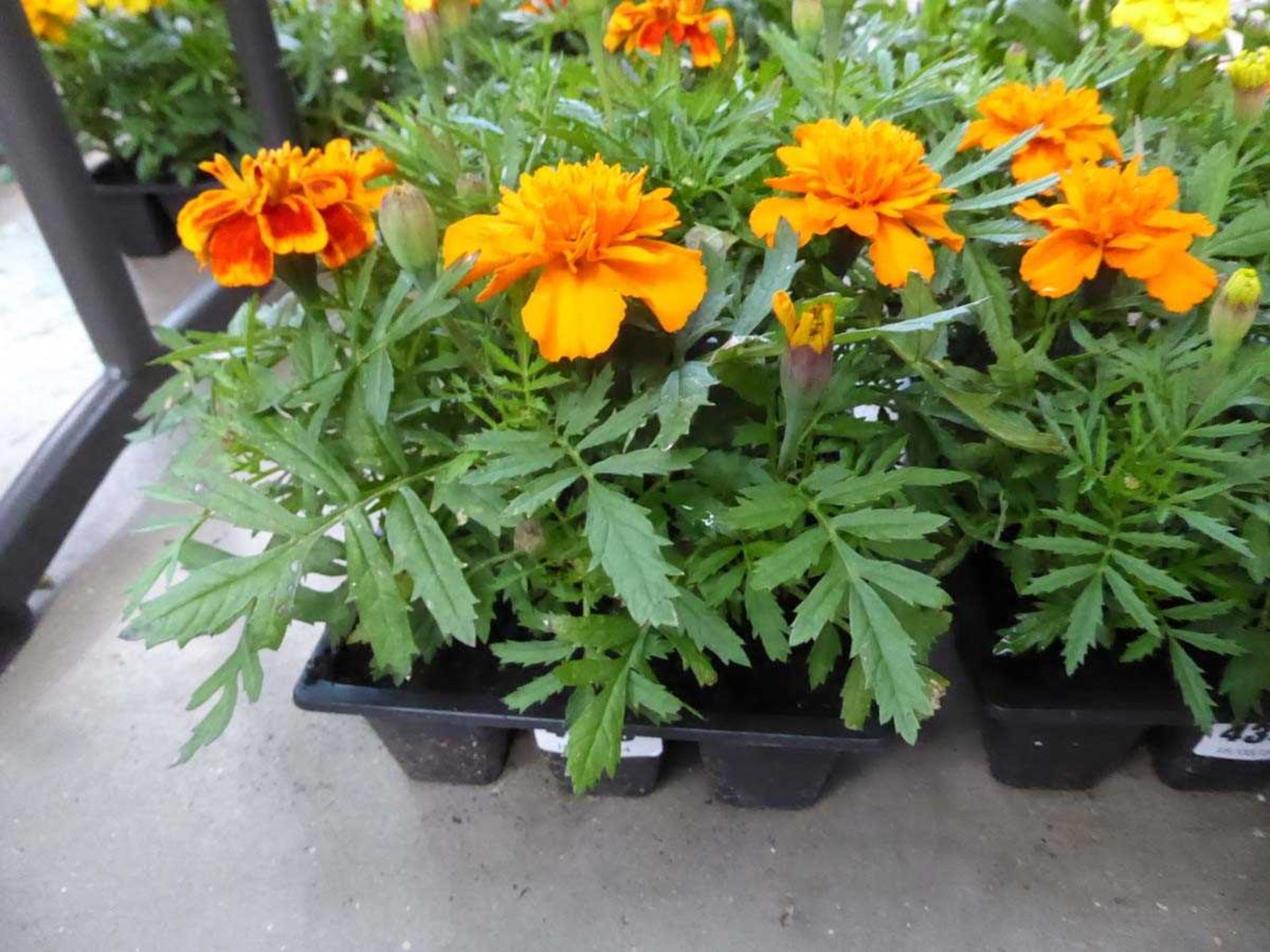 Tray of Marigolds