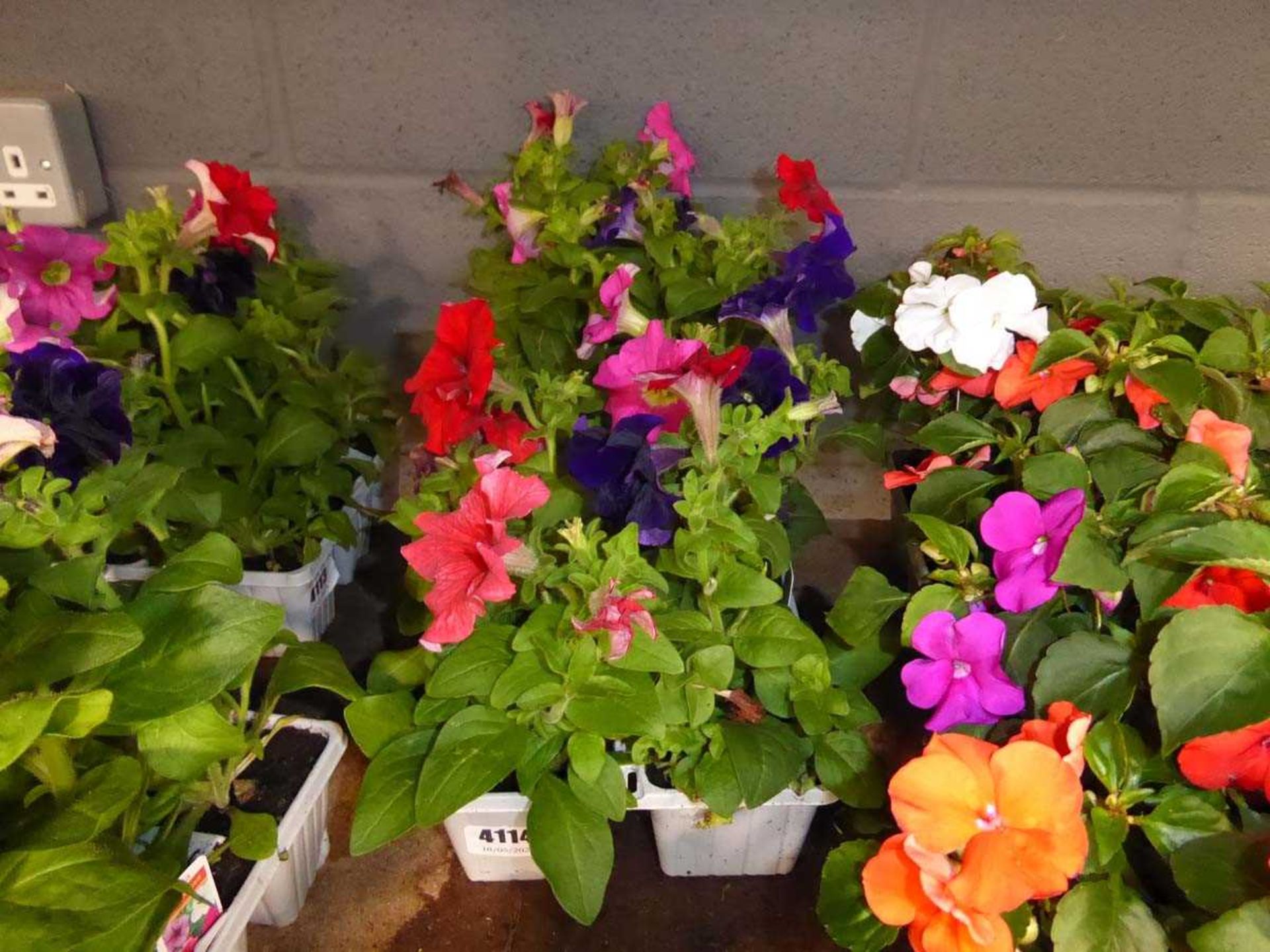 2 small trays of Petunias