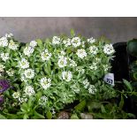 Tray of Alyssum plants