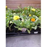 2 trays of Calendula plants