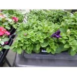 Tray of Petunias