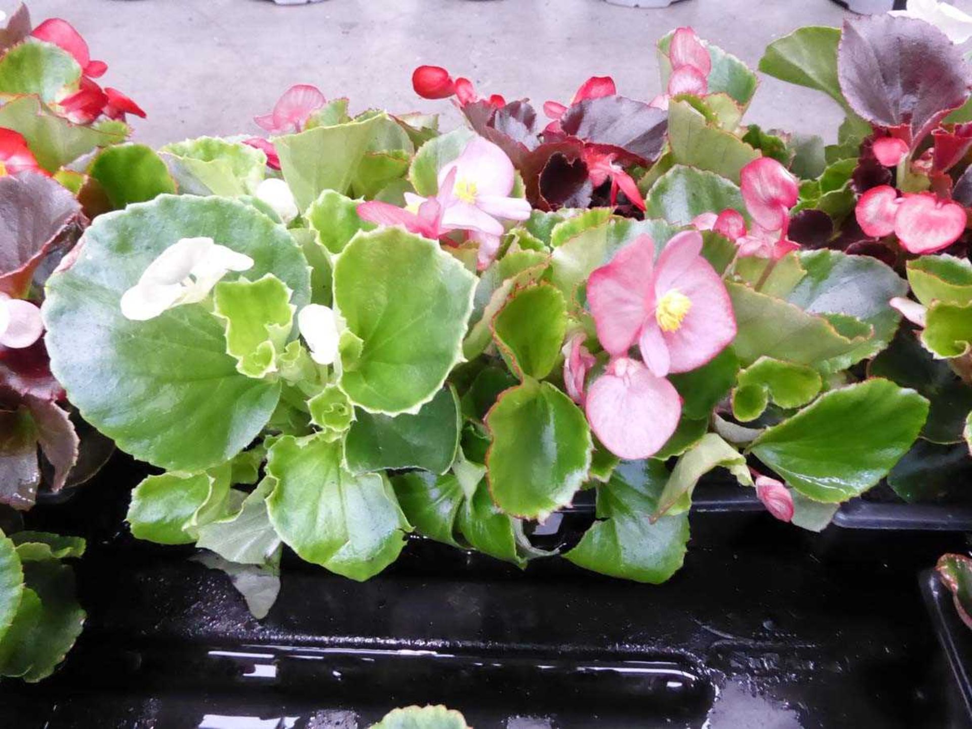 Tray of Begonias