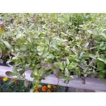 Tray of Mixed Purple and White Lobelia