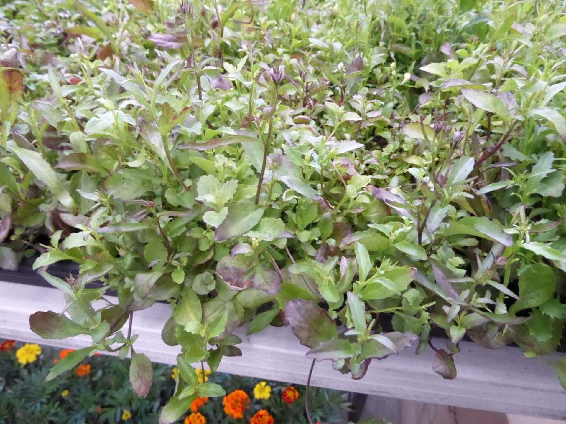 Tray of Mixed Purple and White Lobelia