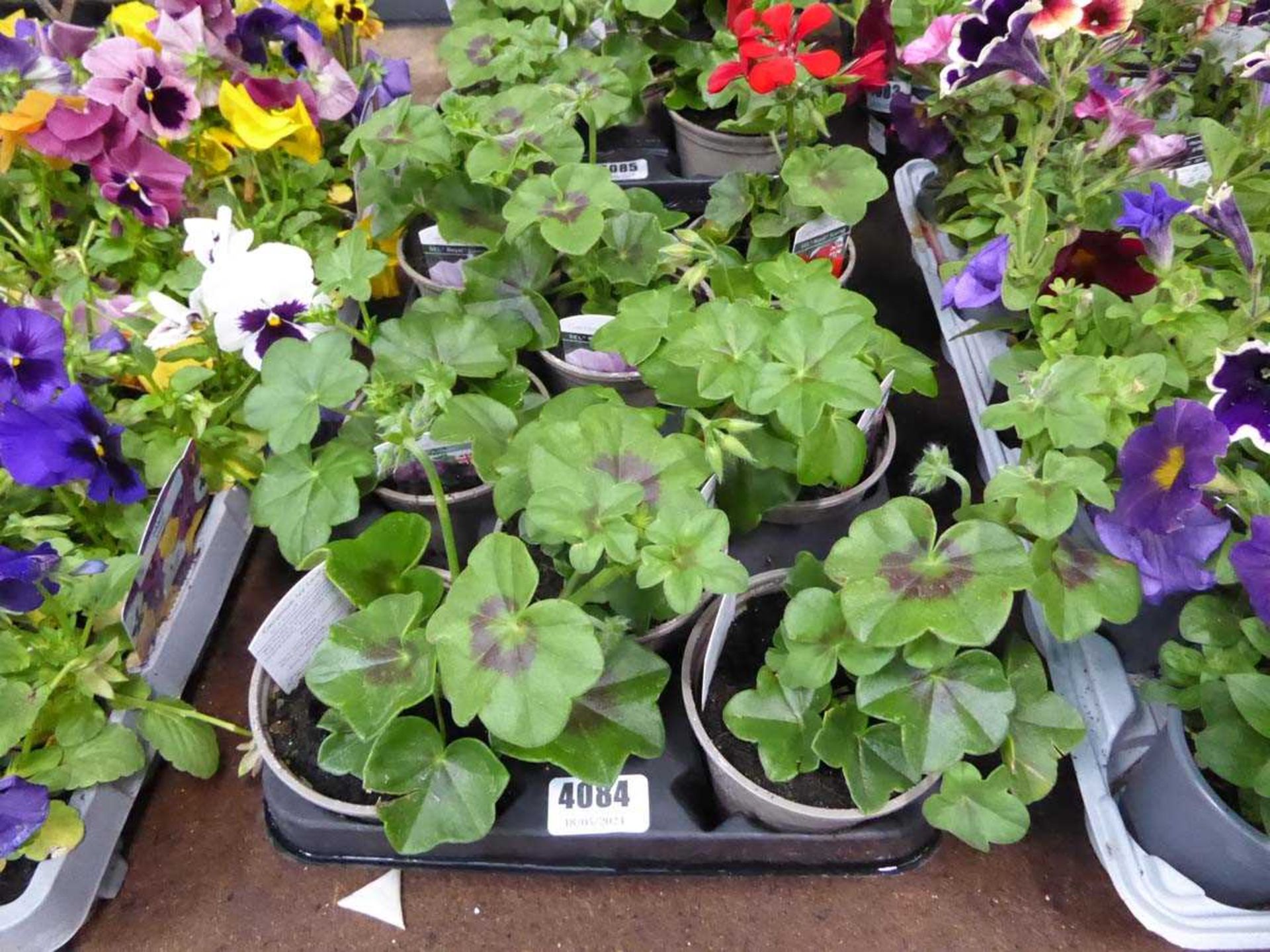 Tray of Geraniums