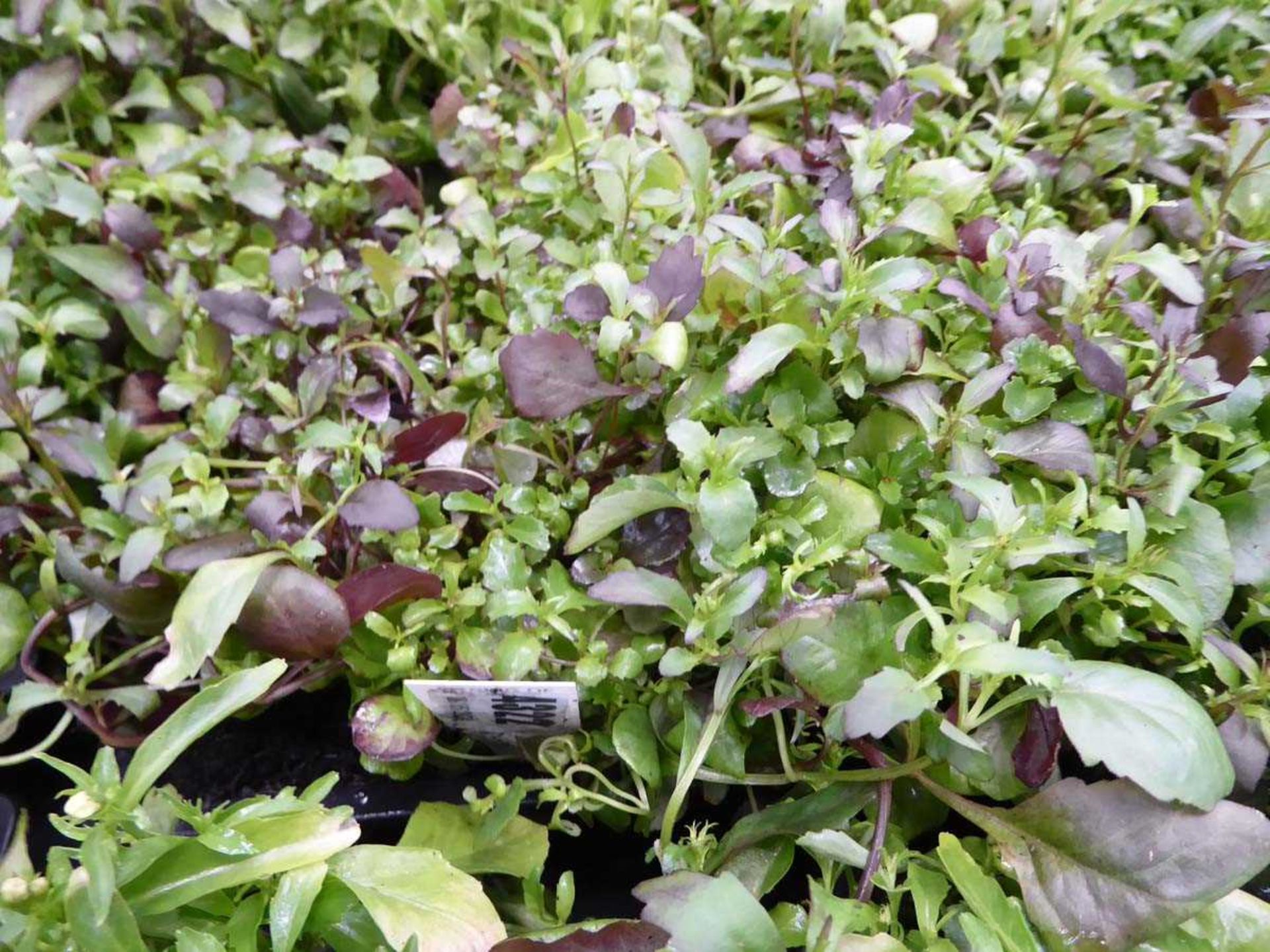 Tray of Mixed Purple and White Lobelia