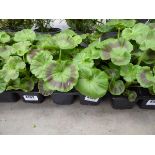 Tray of Geraniums