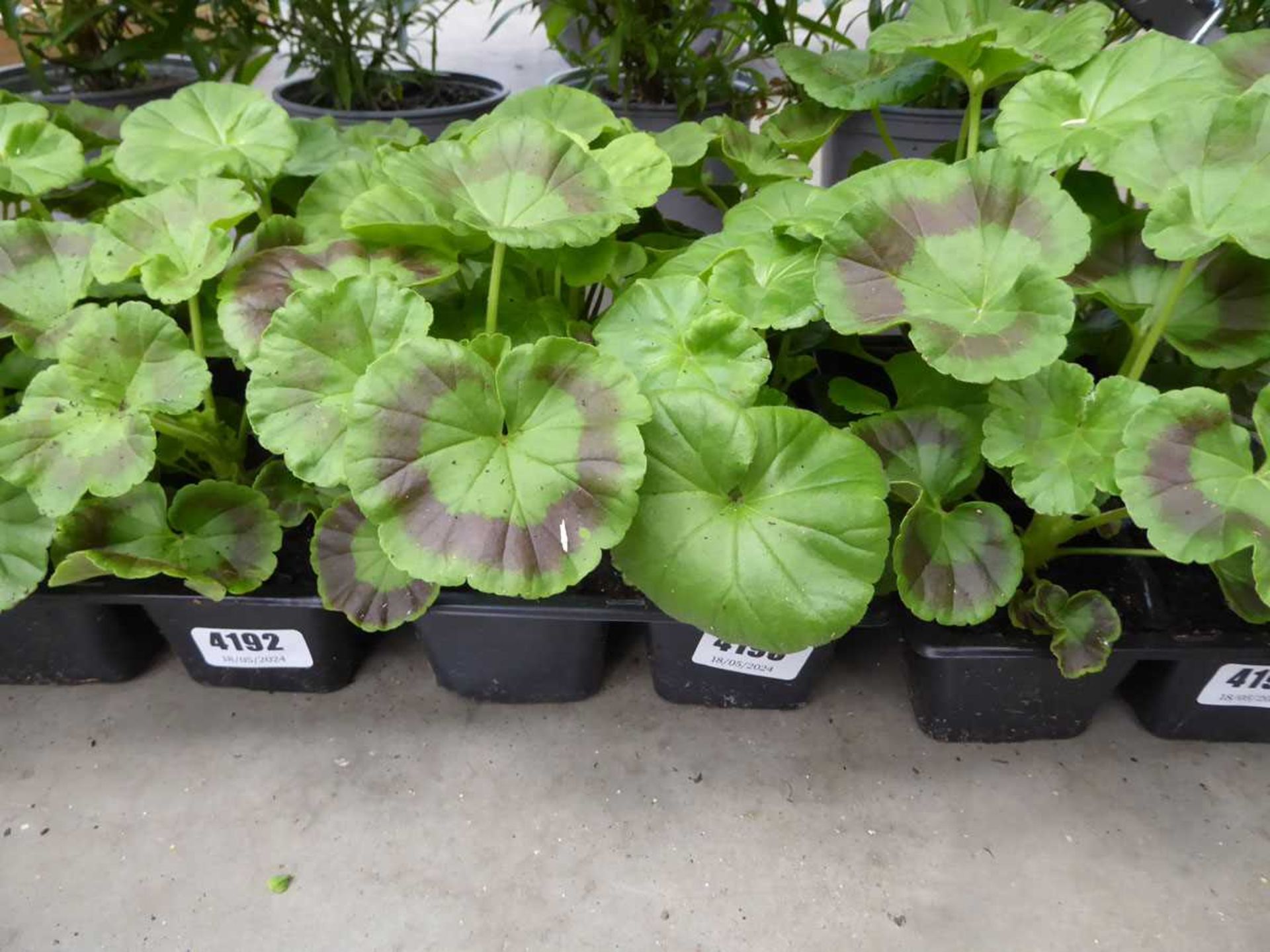 Tray of Geraniums