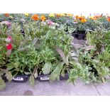 Tray of Nemesia Plants