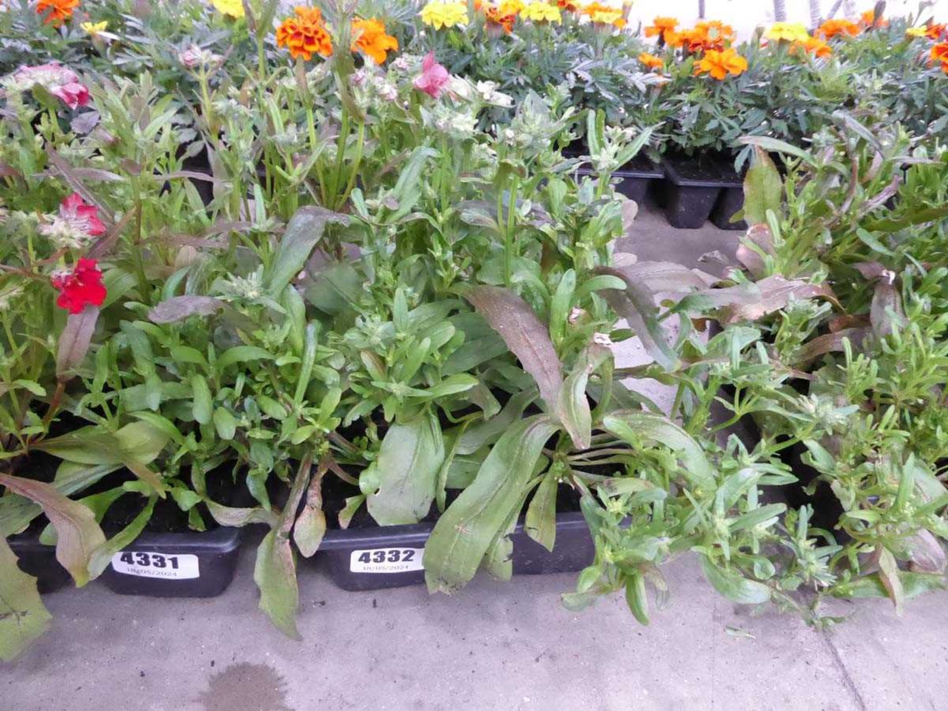 Tray of Nemesia Plants