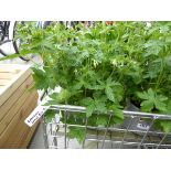 Potted Geranium