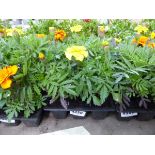 Tray of Marigolds