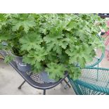 Potted Geranium plant